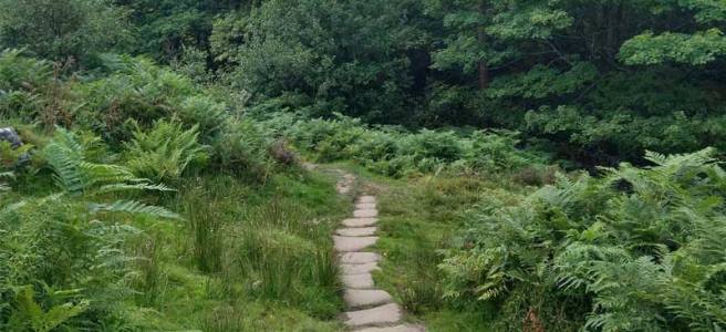 A path surrounded by ferns and trees at Longshaw Estate